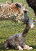 mom and cria